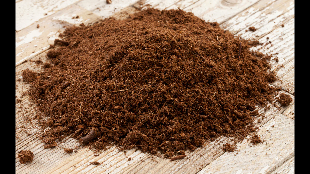 peat-moss-lead2